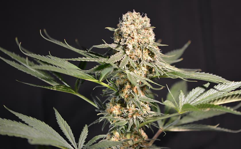 Cannabis Samen und ihre Auswirkungen auf die Lebenserwartung