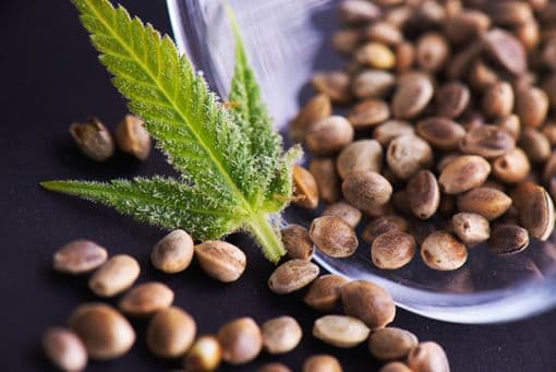 Die besten Cannabis Samen: Entdecke unser Sortiment bei Gorilla!