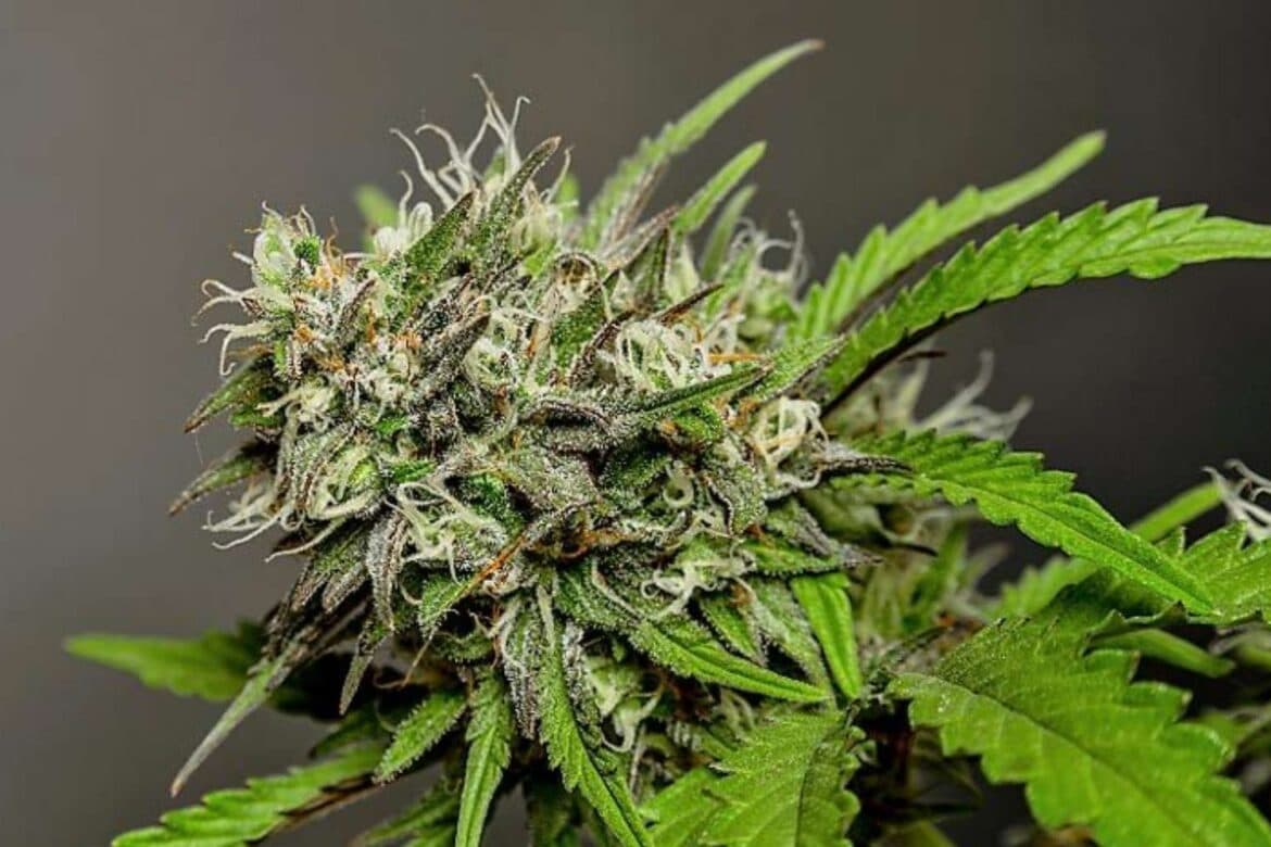 Hochwertiges Weed: Warum Cannapot weltweit geschätzt wird