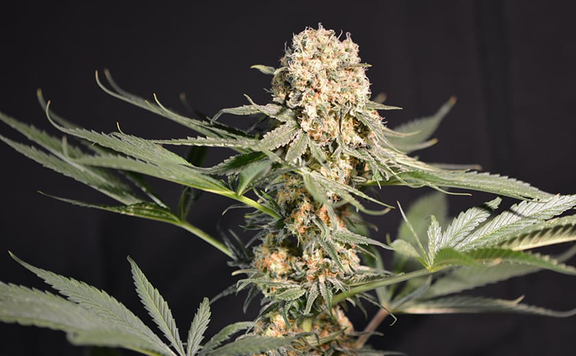 Cannabis Samen und ihre Auswirkungen auf die Lebenserwartung