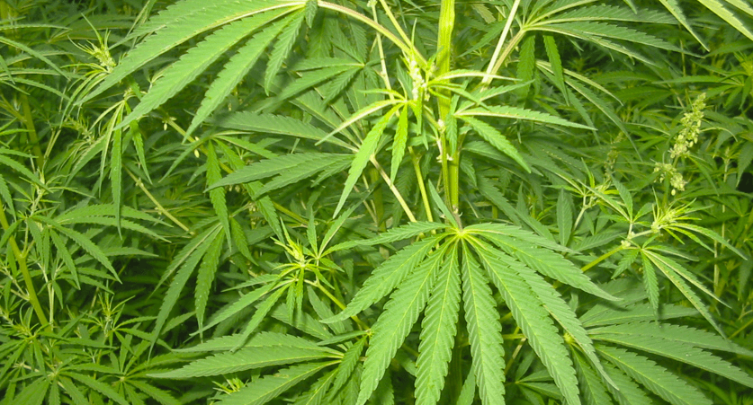 Cannabis Samen und Energie: Steigert oder entspannt es?