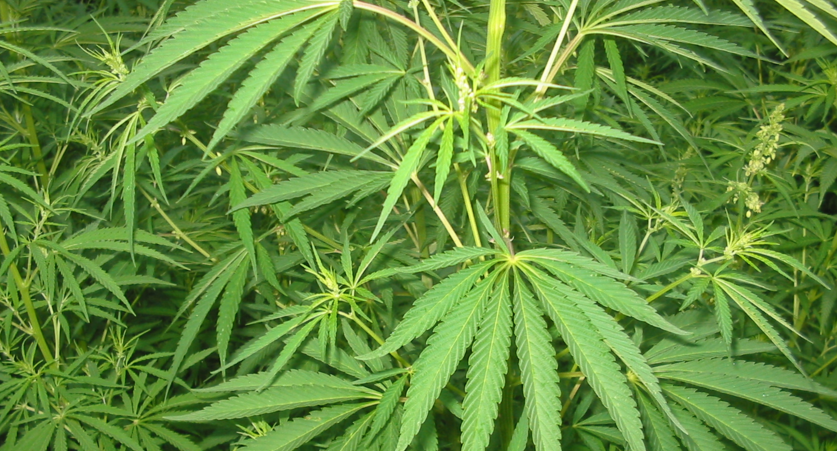 Cannabis Samen und Energie: Steigert oder entspannt es?